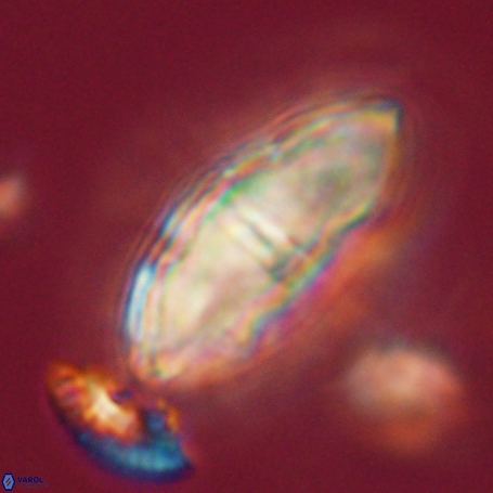 Davidbukrya clemencesalleyae 66941