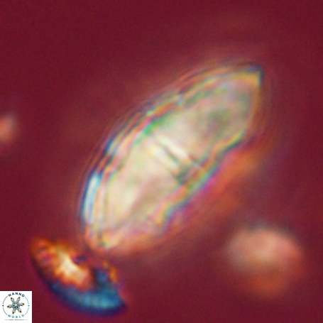 Davidbukrya clemencesalleyae 66941