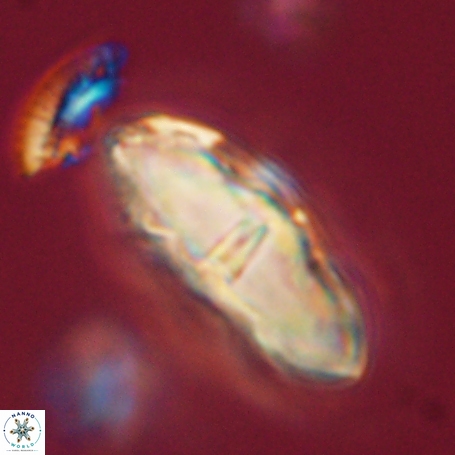 Davidbukrya clemencesalleyae 66954