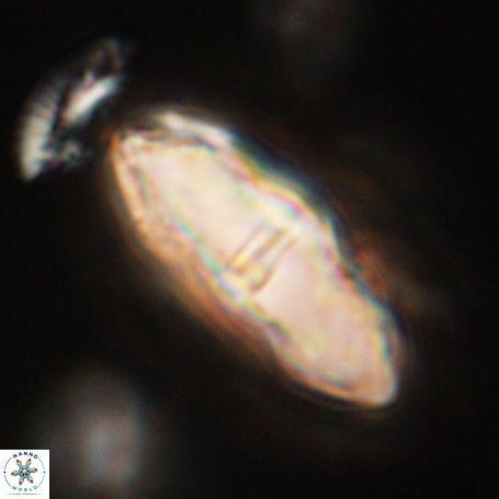 Davidbukrya clemencesalleyae 66954