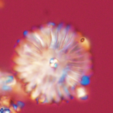 Davidbukrya clemencesalleyae 66955