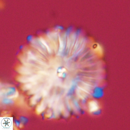 Davidbukrya clemencesalleyae 66955