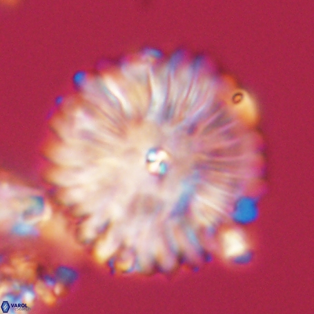 Davidbukrya clemencesalleyae 66956