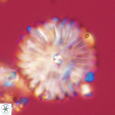 Davidbukrya clemencesalleyae 66956