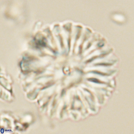 Davidbukrya clemencesalleyae 66950