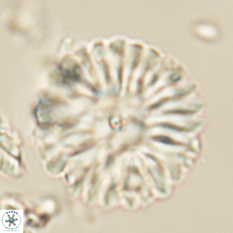 Davidbukrya clemencesalleyae 66950