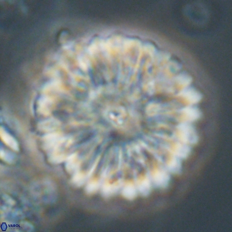 Davidbukrya clemencesalleyae 66951