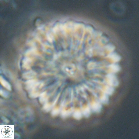 Davidbukrya clemencesalleyae 66951