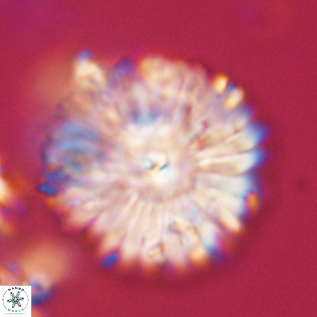 Davidbukrya clemencesalleyae 66954