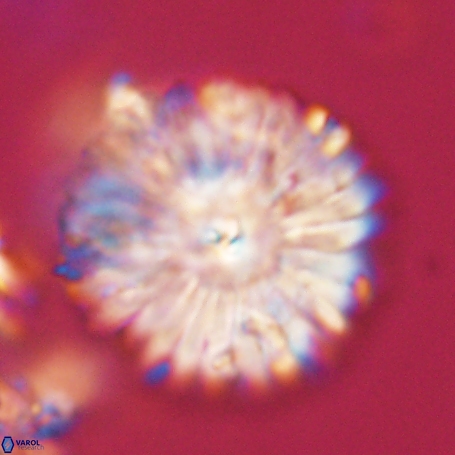 Davidbukrya clemencesalleyae 66952