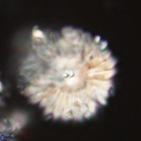 Davidbukrya clemencesalleyae 66953