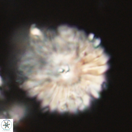 Davidbukrya clemencesalleyae 66953