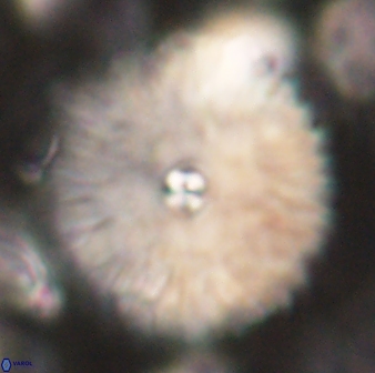 Davidbukrya clemencesalleyae 60007