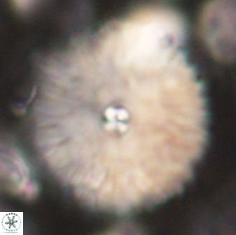 Davidbukrya clemencesalleyae 60007