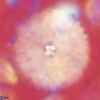 Davidbukrya clemencesalleyae 60008