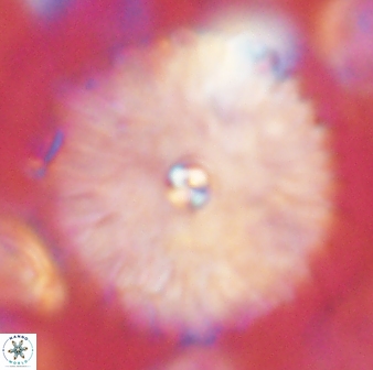 Davidbukrya clemencesalleyae 60008