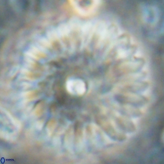 Davidbukrya clemencesalleyae 60014