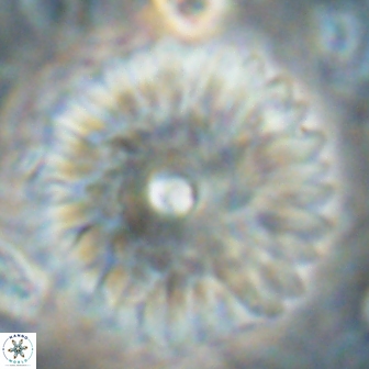 Davidbukrya clemencesalleyae 60014