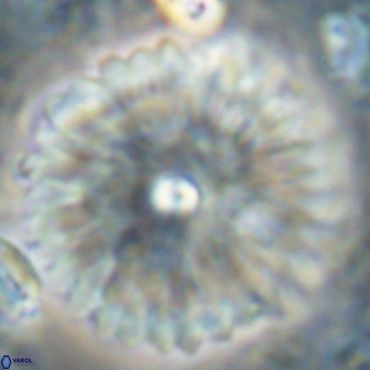 Davidbukrya clemencesalleyae 60015