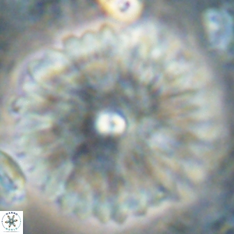 Davidbukrya clemencesalleyae 60015