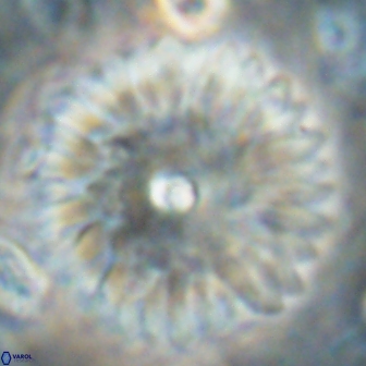 Davidbukrya clemencesalleyae 60016