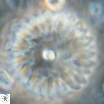 Davidbukrya clemencesalleyae 60016
