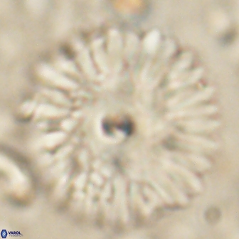 Davidbukrya clemencesalleyae 60010