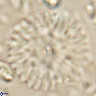 Davidbukrya clemencesalleyae 60012