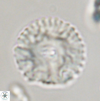Davidbukrya perchnielseniae 45572