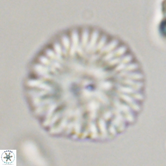 Davidbukrya perchnielseniae 45573