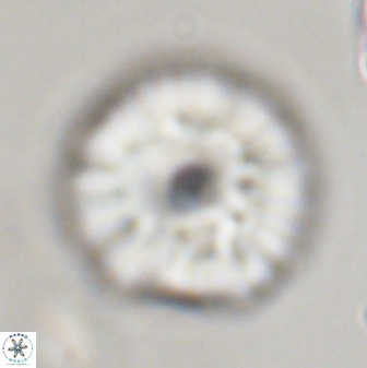 Davidbukrya perchnielseniae 45575