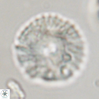 Davidbukrya perchnielseniae 45576