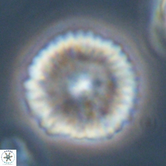 Davidbukrya perchnielseniae 45577