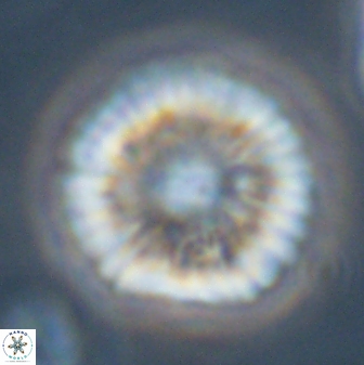 Davidbukrya perchnielseniae 45578