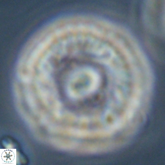 Davidbukrya perchnielseniae 45579