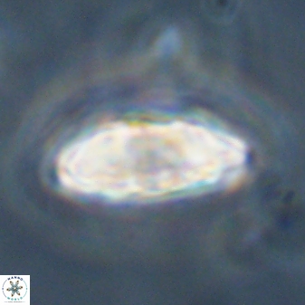 Davidbukrya perchnielseniae 45580