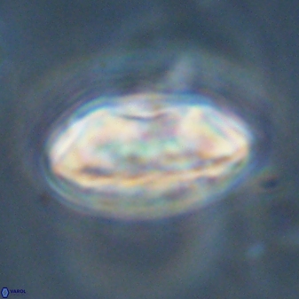 Davidbukrya perchnielseniae 45581