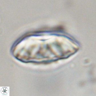 Davidbukrya perchnielseniae 45582