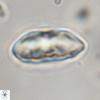 Davidbukrya perchnielseniae 45583