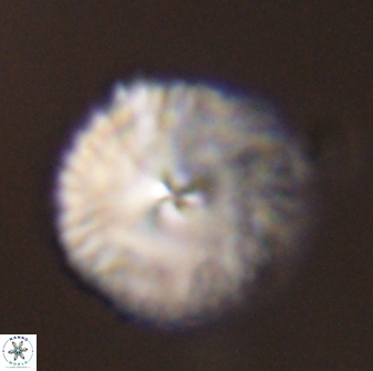Davidbukrya perchnielseniae 45588
