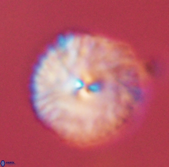 Davidbukrya perchnielseniae 45589