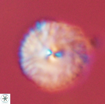 Davidbukrya perchnielseniae 45589