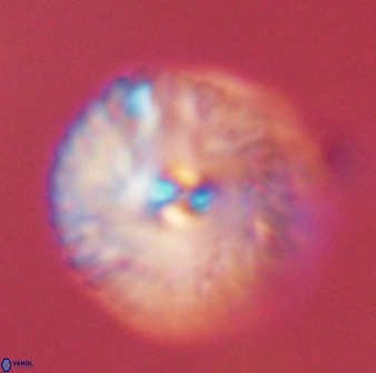 Davidbukrya perchnielseniae 45590