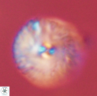 Davidbukrya perchnielseniae 45590