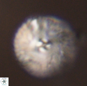 Davidbukrya perchnielseniae 45591