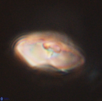 Davidbukrya perchnielseniae 45602