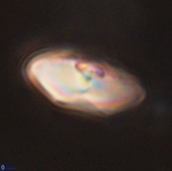 Davidbukrya perchnielseniae 45603