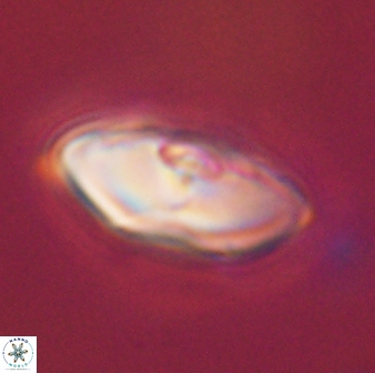 Davidbukrya perchnielseniae 45604
