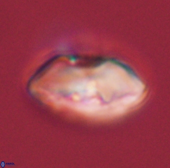 Davidbukrya perchnielseniae 45607