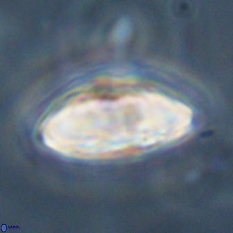 Davidbukrya perchnielseniae 45609